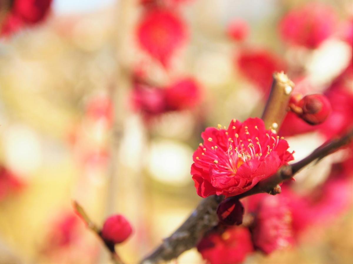 Stay Sakura Kyoto Gion Miyagawacho Dış mekan fotoğraf