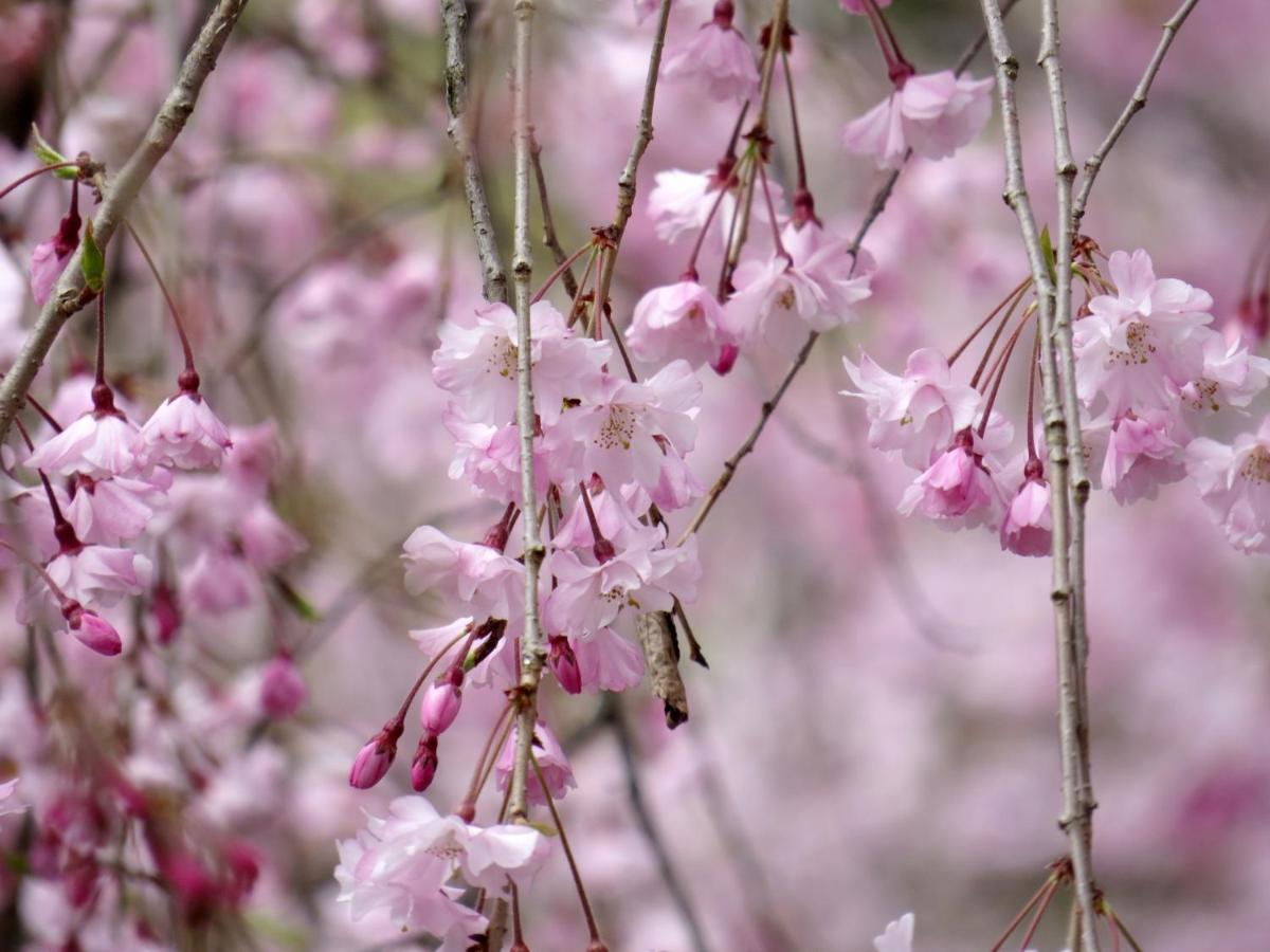 Stay Sakura Kyoto Gion Miyagawacho Dış mekan fotoğraf